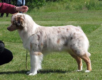 champion bitches EXC3 Drover's Crown Jewel1