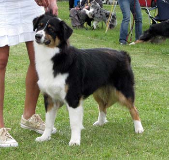 junior bitches EXC1 res.CAC Peak River Black Emerald