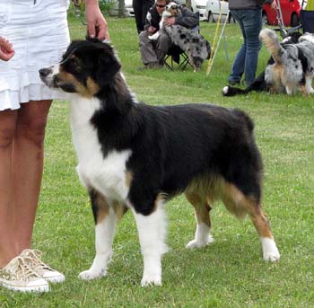 junior bitches EXC1 res.CAC Peak River Black Emerald2