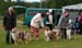 breeders class 1st prize of honour Hazelmoor