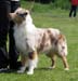 open bitches EXC2 2nd best bitch Hazelmoor Nonparel Notte