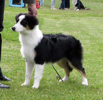 5-7 months babypuppy bitches 2nd prize of honour Riekonhovin Crystal Pearl