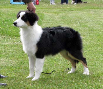 5-7 months babypuppy bitches 2nd prize of honour Riekonhovin Crystal Pearl1