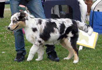 5-7 months babypuppy bitches 3rd prize of honour Aamuairuen Silver Moon1