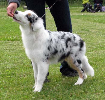 5-7 months babypuppy dogs 1st Riekonhovin Country Cousin