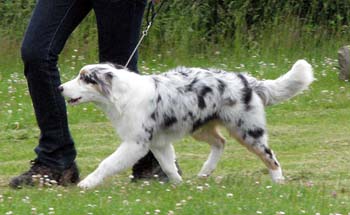5-7 months babypuppy dogs 1st Riekonhovin Country Cousin1