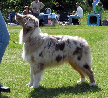 7-9 months bitches 1st prize of honour BOB-puppy Sentikki Pleiades