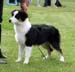 5-7 months babypuppy bitches 2nd prize of honour Riekonhovin Crystal Pearl