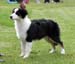 5-7 months babypuppy bitches 2nd prize of honour Riekonhovin Crystal Pearl1