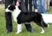 5-7 months babypuppy bitches 2nd prize of honour Riekonhovin Crystal Pearl2