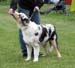 5-7 months babypuppy bitches 3rd prize of honour Aamuairuen Silver Moon