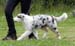 5-7 months babypuppy dogs 1st Riekonhovin Country Cousin1