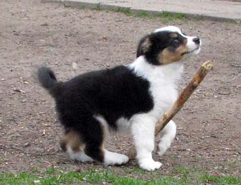 Fame'n Fanfares at 8 weeks5