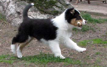 Fame'n Fanfares at 8 weeks7