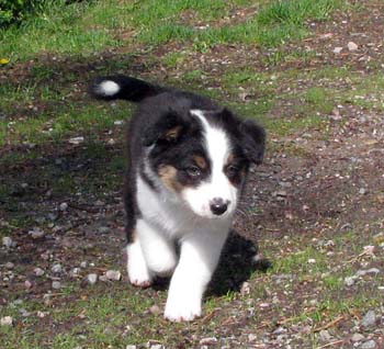 Forevermore at 8 weeks8