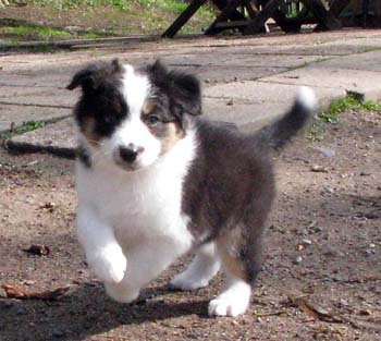 Forevermore at 8 weeks9