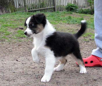 Fourleafclover at 8 weeks
