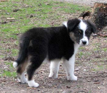 Fourleafclover at 8 weeks3