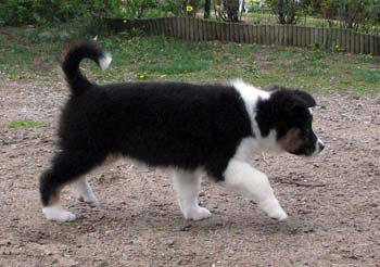 Fourleafclover at 8 weeks4