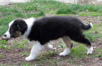 Fourleafclover at 8 weeks7