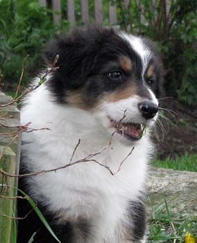 Friggn Fabulous at 8 weeks9