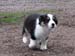 Fair and Square at 8 weeks1