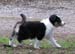 Fair and Square at 8 weeks3