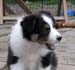 Fair and Square at 8 weeks4