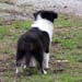 Fair and Square at 8 weeks5