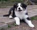 Fair and Square at 8 weeks7