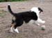 Fame'n Fanfares at 8 weeks1