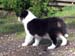 Forevermore at 8 weeks7
