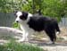 Fortuneteller at 8 weeks