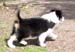 Fortuneteller at 8 weeks1