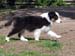 Fortuneteller at 8 weeks2