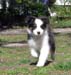 Fortuneteller at 8 weeks6