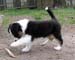 Fourleafclover at 8 weeks1