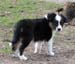 Fourleafclover at 8 weeks3