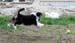 Fourleafclover at 8 weeks6