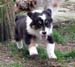 Friggn Fabulous at 8 weeks7