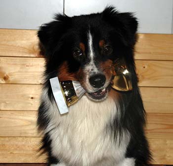 Gizmo, Drover's Can't Help It with his obedience trophy