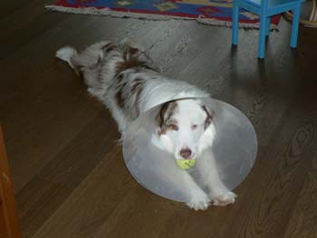 Patu, Drover's Dollars Lost after he was neutered