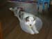 Patu, Drover's Dollars Lost after he was neutered