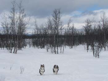 Near Kiruna, Sweden
