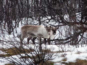 Reindeers near the border of Sweden and Norway2