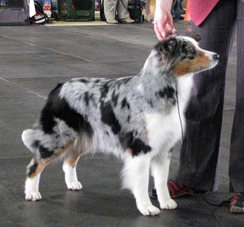 champion bitches Exc1 best bitch CACIB BOB CH Tres Colores Gabrielina2