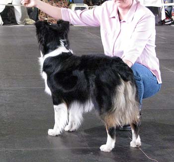 champion bitches Exc2 2nd best bitch CAC res.CACIB CH Pyrzillac's Bobalena1