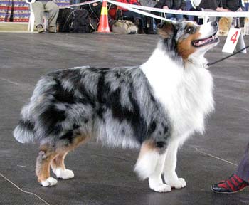 champion dogs Exc1 best male CAC CACIB BOS CH Drover's Attent'n Please1