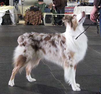 open dogs G Aussie Gaarden's Instant Love1