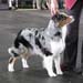 champion bitches Exc1 best bitch CACIB BOB CH Tres Colores Gabrielina